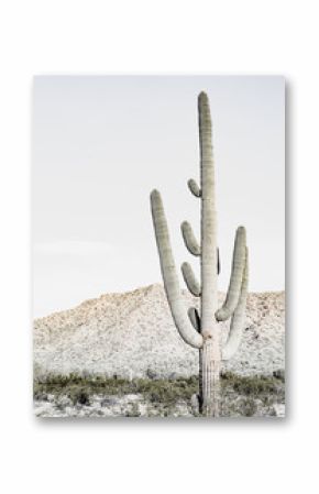 Southwest Desert Cacti Modern Home Decor 