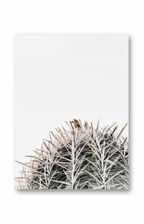 Southwest Desert Cacti Modern Home Decor 