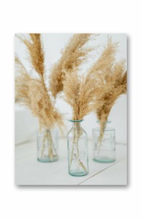 Pampas dry grass in blue vases on white background. Boho style decorations. Scandinavian minimalism interior decor