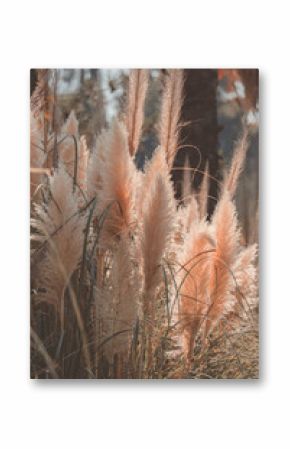 pampas grass bushes in sunlight in autumn day trendy art nature poster