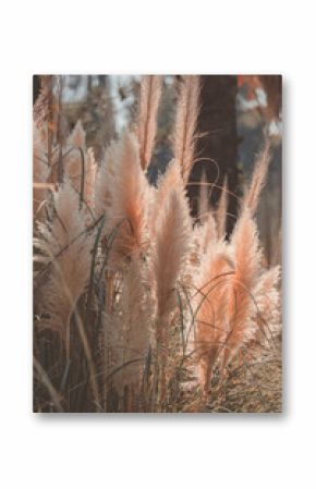 pampas grass bushes in sunlight in autumn day trendy art nature poster
