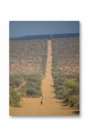 Gazelle Stands Majestically on a Desert Track