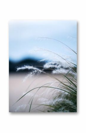 Delicate White Grass Blowing Gently in the Soft Light