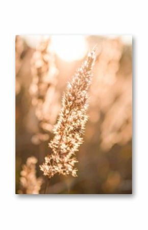 Pampas grass in soft natural light, generative AI image