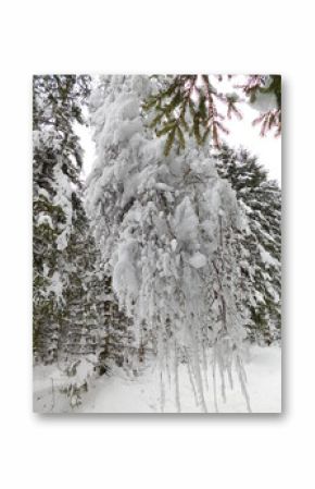 winter in bohemian forest