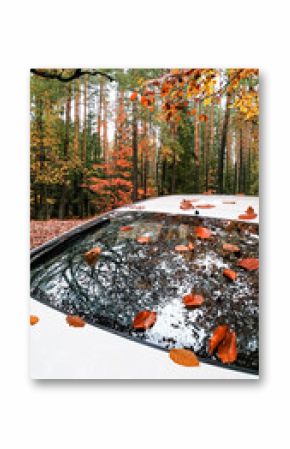 White car parked in autumn forest with fallen leaves on rear window