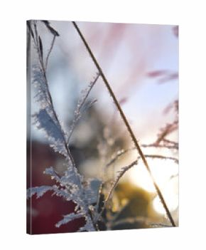 Winter sunset. A calm, frozen winter scene. Amazing nature background. Frozen grass at sunrise close up. Winter wonderland. Idyllic nature. December
