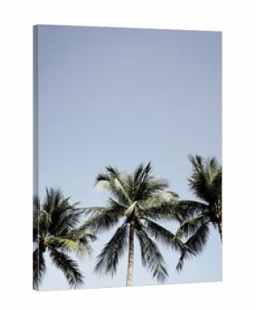 Real photo coconut palm trees bright blue sky sunny day neutral tones boho summer vibe aesthetics