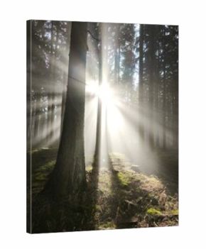 autumn nature in bohemian forest cesky les in czechia