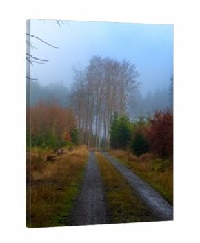 autumn nature in bohemian forest cesky les in czechia
