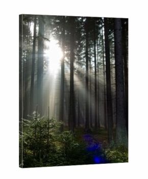 morning fog in the wood with sunsnihe light