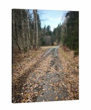 autumn nature in bohemian forest cesky les in czechia