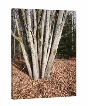 autumn nature in bohemian forest cesky les in czechia