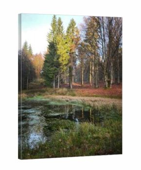 autumn nature in bohemian forest cesky les in czechia