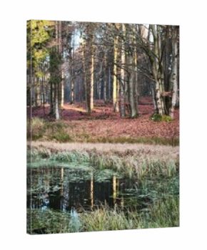 autumn nature in bohemian forest cesky les in czechia