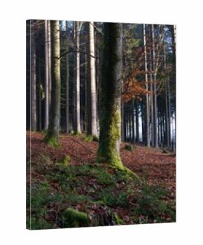 autumn nature in bohemian forest cesky les in czechia