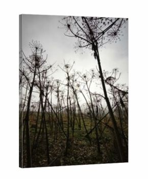 autumn nature in bohemian forest cesky les in czechia