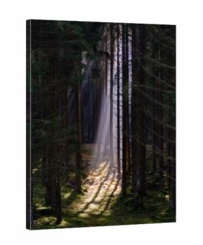 morning fog in the wood with sunsnihe light