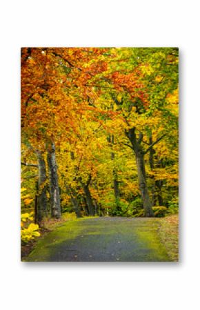 Beautiful postcard view of a hiking trail through Bohemian deciduous forest in stunning fall colors