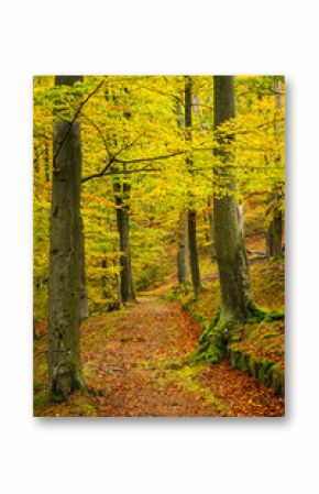 Beautiful postcard view of a hiking trail through Bohemian deciduous forest in stunning fall colors