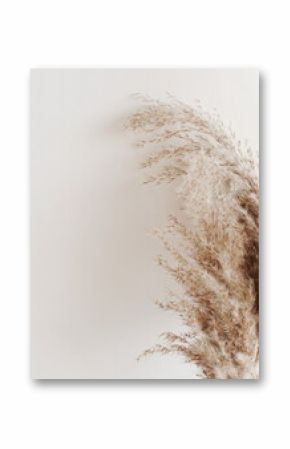 Dried fluffy flowers bouquet on beige background template with copy space. fluffy bunny tails Tan pom pom plants grass backdrop.Poster.Autumn vibes