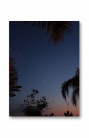 twilight among the palms