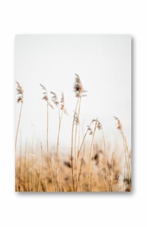 reed in the wind grass pretty bohemian