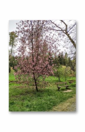 Blooming pink tree and empty bench in pruhonice park, czechia