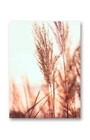 Soft minimal pampas grass, flowers at a sunset. Spring or summer abstract nature background