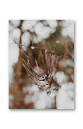 Close-up of a brown tree branch with a very pronounced blurred boho in the background against the sky.