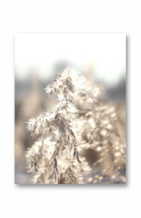Partial blurred natural background with Pampas grass outdoor in light pastel colors. Dry reeds boho style