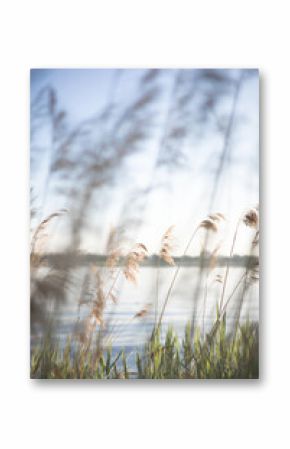 Pampas grass on the river in summer. Natural background of golden dry reeds against a blue sky. Selective focus.