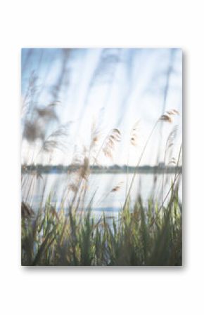 Pampas grass on the river in summer. Natural background of golden dry reeds against a blue sky. Selective focus.