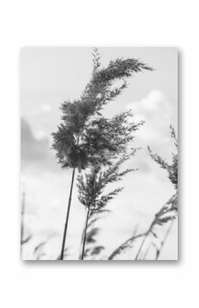 Black and white photo of a reed against a cloudy sky