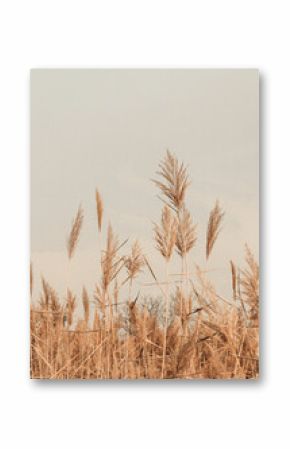 Brown gold fluffy pampas grass branches sway on the wind, natural minimal blurred spring background