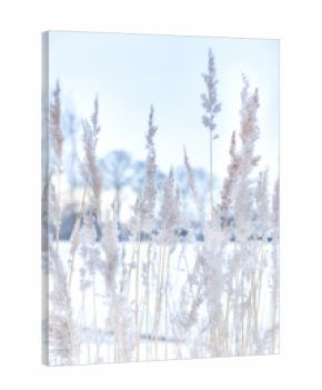 Soft focus abstract natural background of soft plants Cortaderia selloana moving in the wind. Bright and clear scene of plants similar to feather dusters winter landscape background
