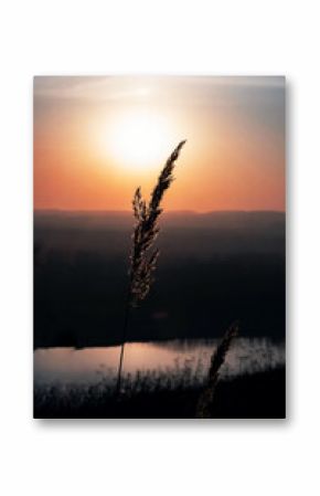 Silhouette of pampas grass at sunset.  Atmospheric mood, scenic nature background.