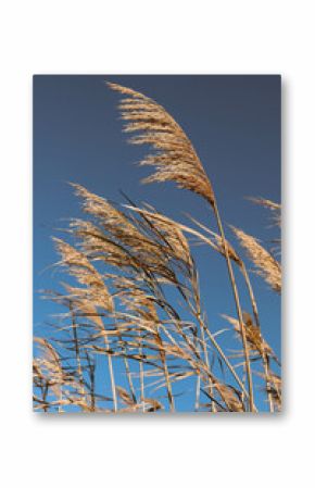 Dry reed outdoor in light pastel colors. Beige reed grass, pampas grass. Abstract natural background. Minimal, stylish, trend 