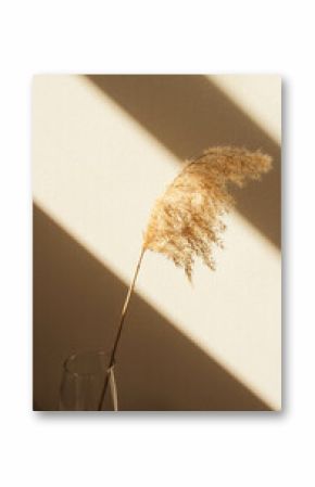 Dry spikelets, pampas grass, reed in vase. Shadows on the wall. Silhouette in sun light. Minimal interior decoration concept. Beautiful abstract closeup of golden dried meadow grass
