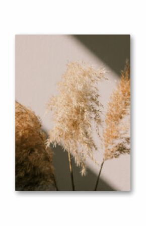 Dry spikelets, pampas grass, reed in vase. Shadows on the wall. Silhouette in sun light. Minimal interior decoration concept. Beautiful abstract closeup of golden dried meadow grass