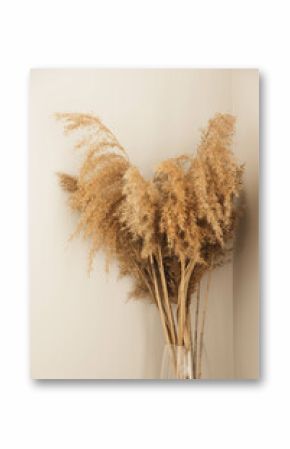 Dry spikelets, pampas grass, reed in vase. Shadows on the wall. Silhouette in sun light. Minimal interior decoration concept. Beautiful abstract closeup of golden dried meadow grass