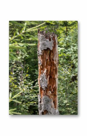 Coniferous forest with pine cones, swamp and water areas in the Bavarian and Bohemian Forest, Germany,Czech