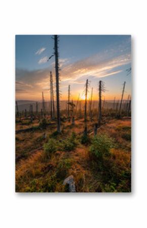 sunrise forest marsh in Šumava National Park