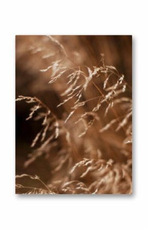 Autumn dry seasonal beige plants in the park. Dry reeds boho sty