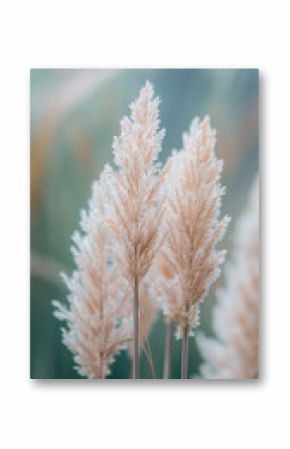 Golden pampas grass in the sky, abstract natural background of soft Cortaderia selloana plants moving in the wind. Minimal, stylish, trend concept.