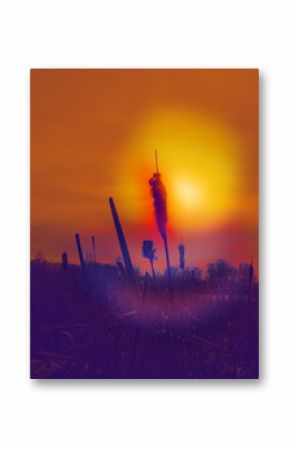 Relaxing photo of close up of Cattail head silhouetted against sunset sunshine. Beauty in nature