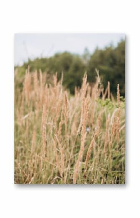 Abstract natural background of soft pampas plants. Frosted pampas grass on a blurry bokeh, Dry reeds boho style. Fluffy stems of tall grass