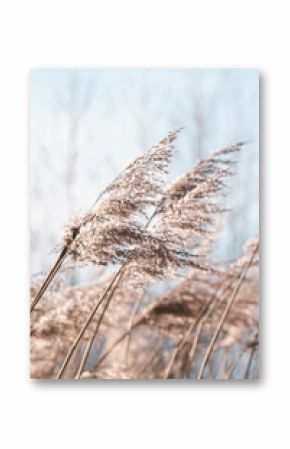 Pampas grass on the lake, reed layer, reed seeds. Golden reeds on the lake sway in the wind against the blue sky. Abstract natural background. Beautiful pattern with neutral colors. Selective focus