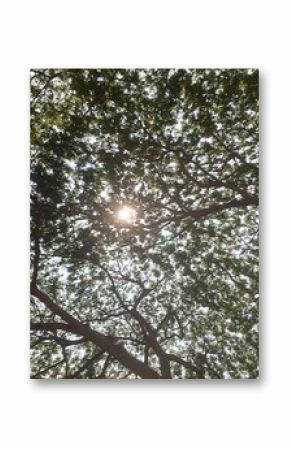 Nature pictures, trees, flowers, Abstract, Navajo Native American Indian, Ethnic, tribal, traditional, pattern design for carpet, print, wrap, decorative, illustration 