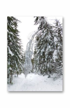winter in bohemian forest